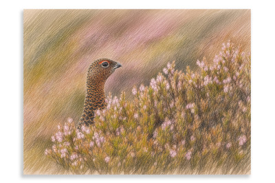 Yorkshire Red Grouse - Artistic